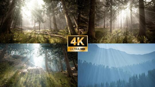 森林丁达尔大自然光影生态环境春天生机阳光