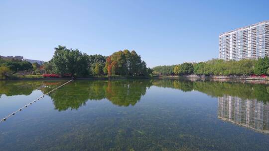 广州流花湖公园碧绿树林与湖景自然风光