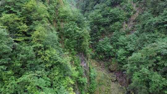 四川九峰山原始森林、苍翠山林