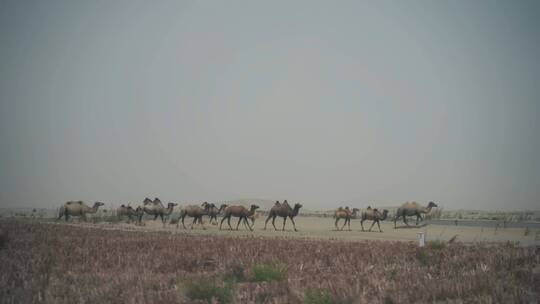 沙漠行驶车窗外风景移动风光景观景色穿梭