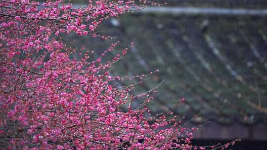 杭州西湖都锦生故居梅花风景