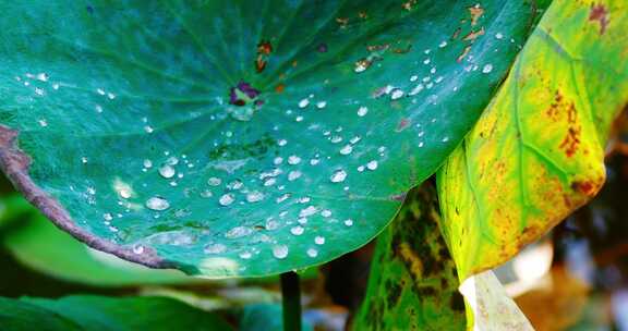 雨后荷叶上的露水珠