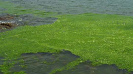 海洋污染-海藻-环境破坏视频素材模板下载