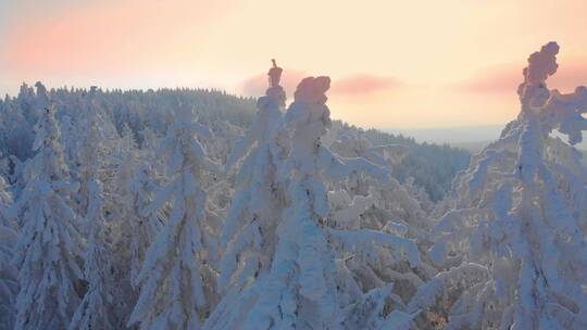 西岭雪山 雪山上的树4K