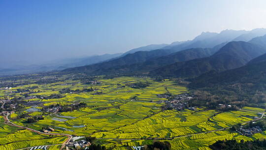 高山下的乡村金黄油菜花田