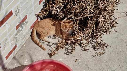 冬日农村阳光猫晒太阳