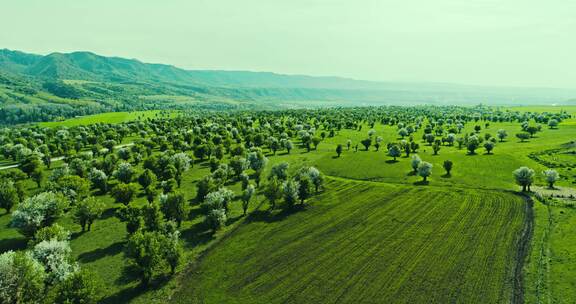 新疆伊犁草原风景