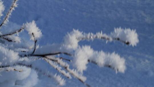 大兴安岭冬季落雪的树枝