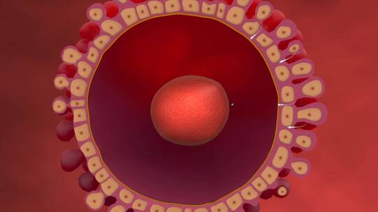 受精 受孕 精子 卵子 人体 三维 动画