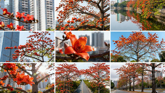 城市里的木棉花盛开 火红木棉花绽放城市