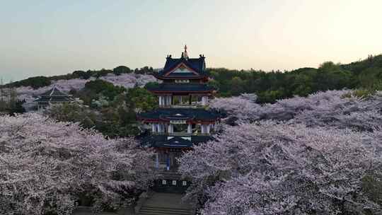 江苏 无锡 太湖 鼋头渚樱花 春天 旅游