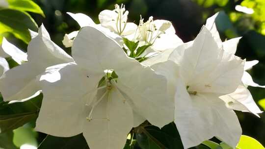 三角梅 篮杜鹃叶子花包宝巾花九重葛白橙紫