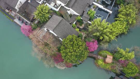 初春江南湿地庭院梅花盛开季节杭州西溪湿地