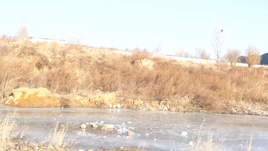 芦苇 湿地 空地 草 芦叶 水 湿地园