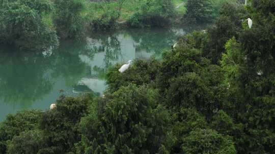 白鹭苍鹭鹭鸶群栖息地迁徙4