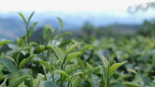 嫩绿茶树茶叶特写