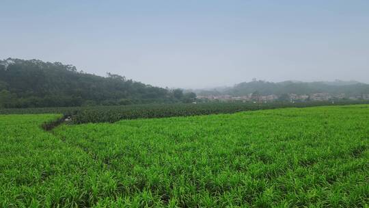 甘蔗种植基地11视频素材模板下载