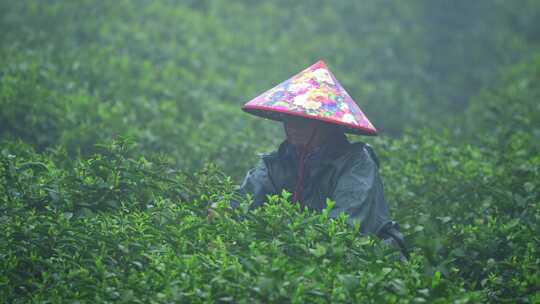 毛尖春茶白茶绿茶茶叶手工茶采摘