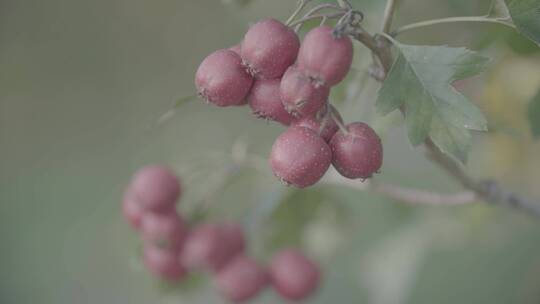 成熟的山楂山里红LOG