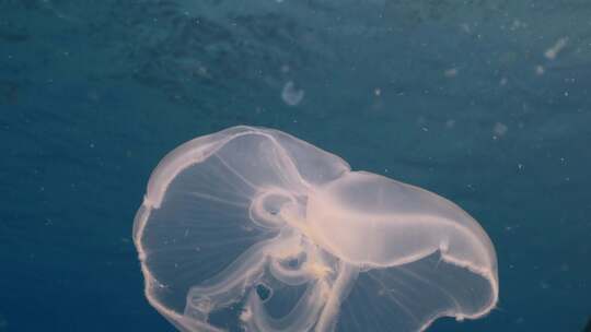 水母，水下，海洋生物，游泳