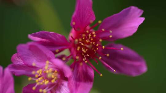 春天红色樱花早樱花朵盛开