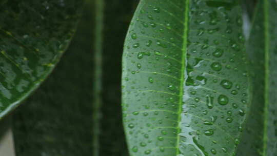 下雨天雨水打在树叶上叶子上的水珠