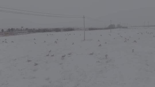 冬季雪地来了野生动物黄羊