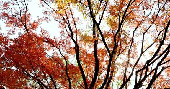 阳光透过秋天的黄连木红叶唯美梦幻