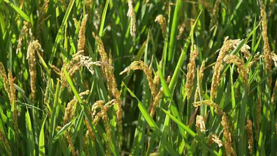 成熟的水稻稻穗随风飘摇