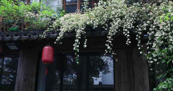 雨季雨天美丽的木香花