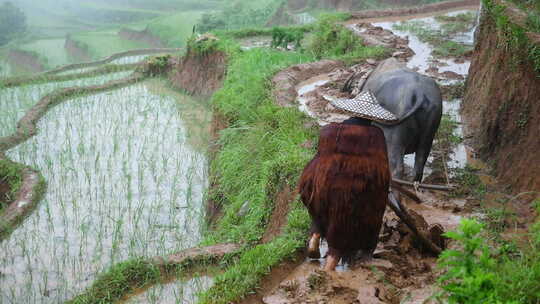 农民戴斗笠在梯田泥地中耕田