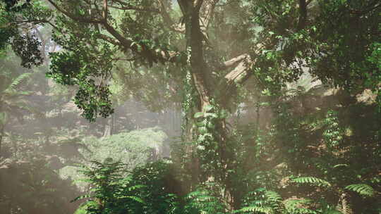 浓密的热带雨林，晨雾