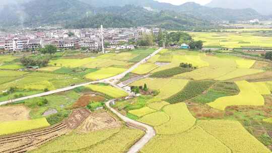 温州秋季稻田高清航拍