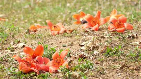 木棉花落花实拍