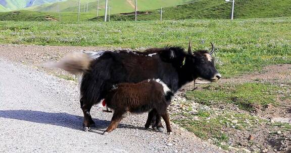 航拍实拍藏族青藏青海高原牦牛顶架吃奶