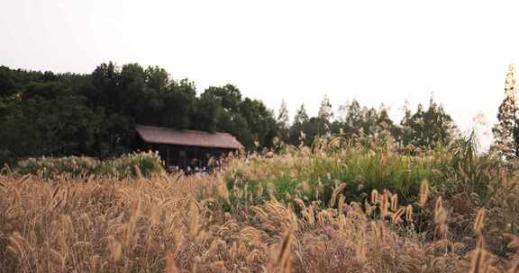 杭州良渚古城遗址公园鸽舍的芦苇