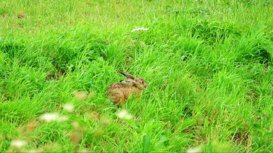 兔子走过青草