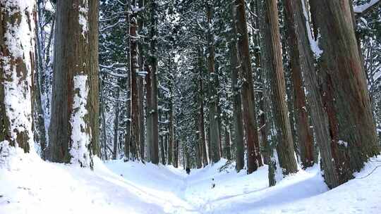 冬天雪景大雪雪地雾凇