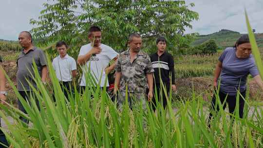 乡村振兴水稻种植专家学者调研粮食安全视频素材模板下载