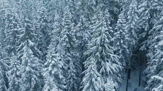 空中白蓝冬季森林背景美丽的降雪景观加拿大