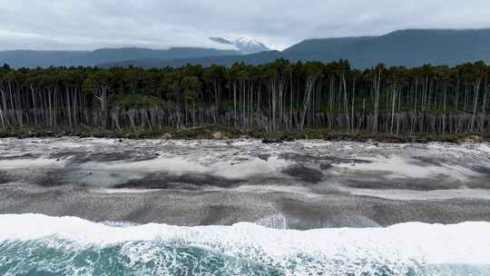 新西兰海边蕨类树航拍森林