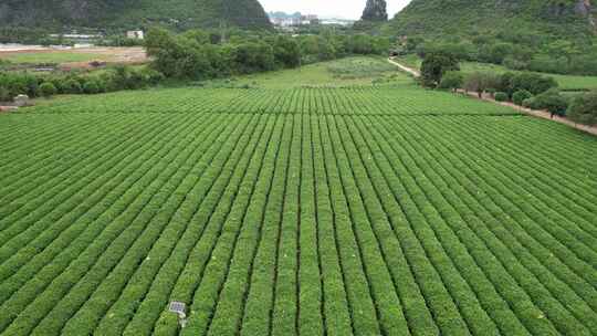 广西桂林尧山茶园