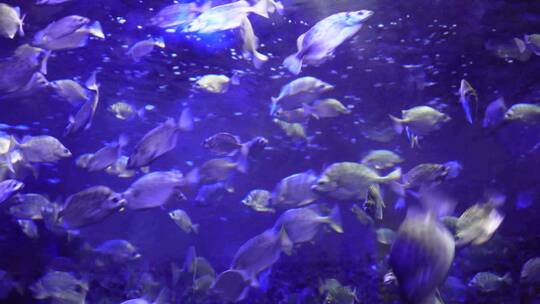 【镜头合集】深海鱼群小鱼水下海底世界