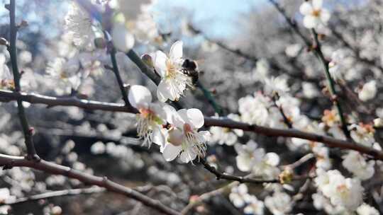 中国广东省广州市从化区广州流溪梅花节