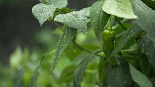 农村菜园辣椒树叶阴天下雨水滴