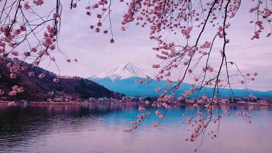 阳光春天樱花盛开美丽风景