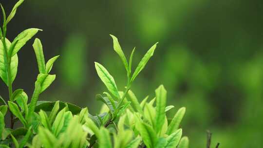 茶农采茶春茶白茶绿茶茶叶毛尖手工茶采茶