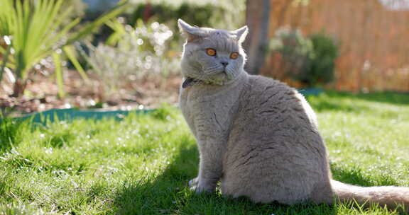 苏格兰猫特写在后院花园灰色毛茸茸的猫户外