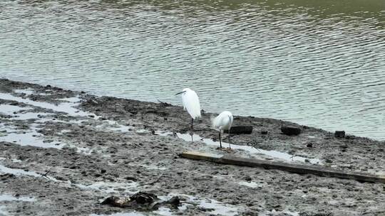 湖岸池塘鸟类鸟群白鹭群觅食
