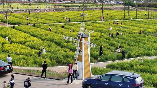 中国广东省广州市南沙区东涌油菜花视频素材模板下载